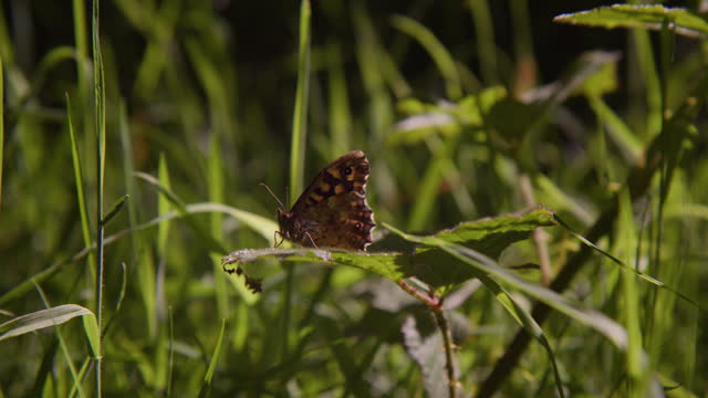 Speckled Wood Butterfly Perched Amongst Grass Blades on Forest Floor, Dartmoor UK