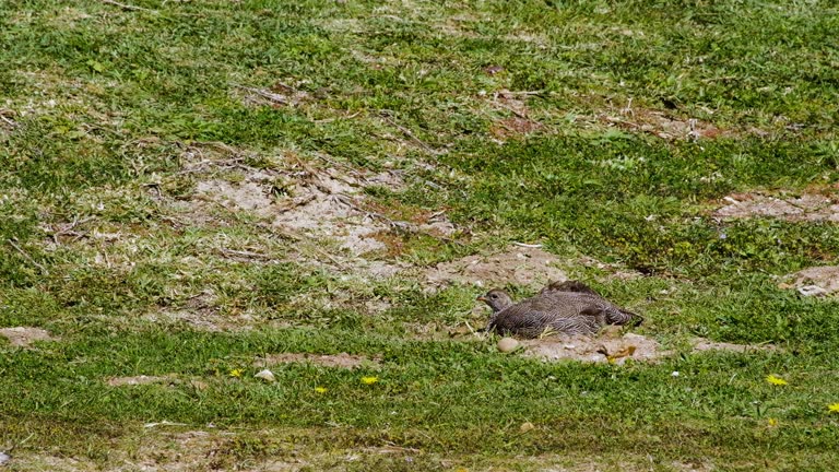 Telephoto view of Cape Spurfowl taking a dust path in shallow pit, thirds