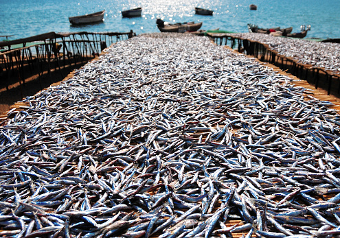 Cape Maclear / Chembe, Mangochi District, Malawi: thousands of silver colored lake sardines aka Usipa fish (Engraulicypris sardella) drying on racks on the beach along Lake Malawi - fishing and tourism coexist in the busiest resort on Lake Malawi