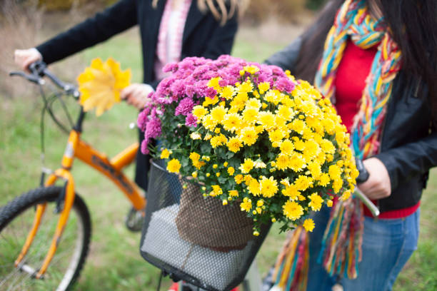 Two bicycles with bouquet flowers in bicycle basket