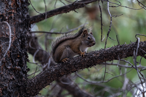 Pine Squirrel on a tree in Colorado's vast forest.