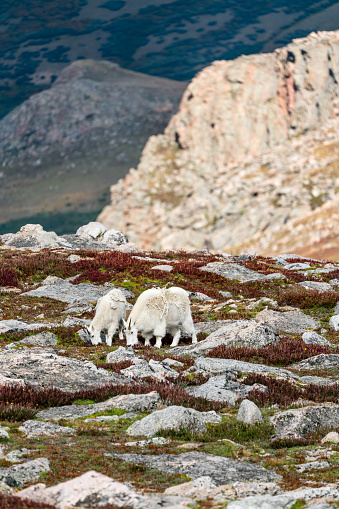 Mountain Goats on the ridge between Mount Evans (Blue Sky), and Mount Bierstadt, in Colorado's front range.
