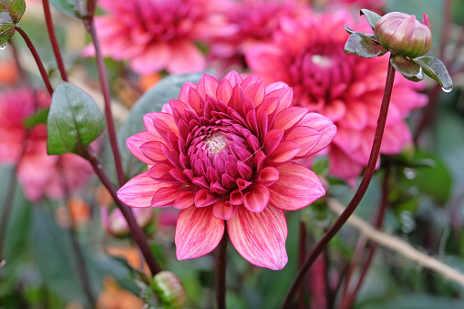 Horizontal extreme closeup photo of two pink toned ‘Cafe au Lait’ variety Dahlia flowers in front of a deep salmon pink wall in a Florist shop. Armidale, New England high country, NSW.