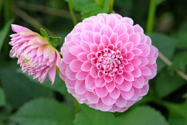 istock Soft pink pompon ball dahlia 'Eye Candy' in flower. 1708608575