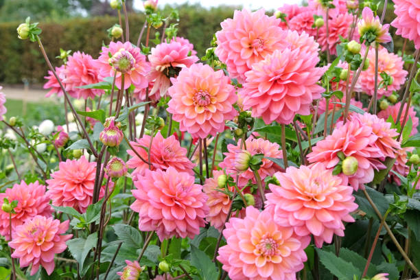 istock Coral pink decorative dahlia 'Great Silence' in flower. 1708609627