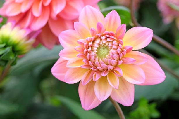 istock Coral pink decorative dahlia 'Great Silence' in flower. 1708609632