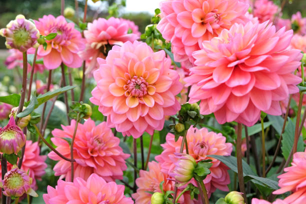 istock Coral pink decorative dahlia 'Great Silence' in flower. 1708610144