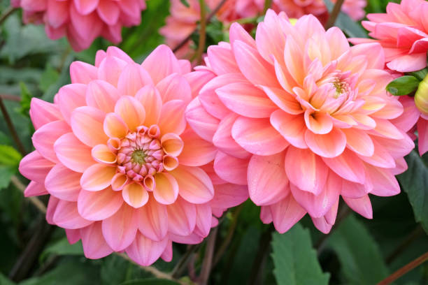 istock Coral pink decorative dahlia 'Great Silence' in flower. 1708610157