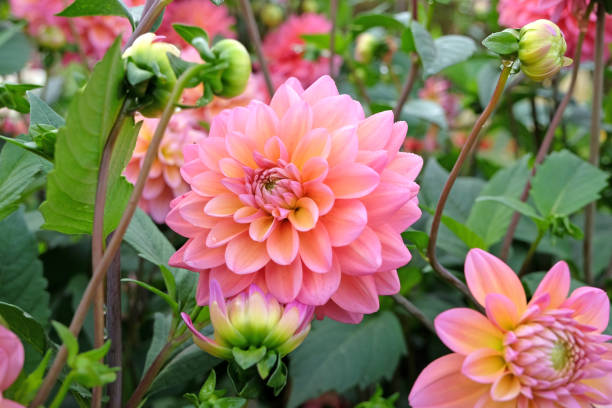 istock Coral pink decorative dahlia 'Great Silence' in flower. 1708610163