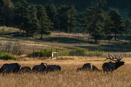 A big bull keeps an eye on his harem of cows.  Rocky Mountain National Park, Estes Park, Colorado.