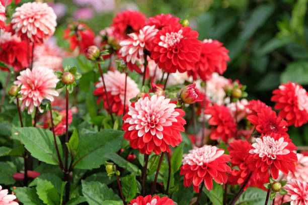 istock Red and white semi double decorative dahlia 'Pacific Time' in flower. 1708614950