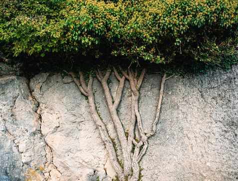 rock, tree, tree root, leaf, green, stone