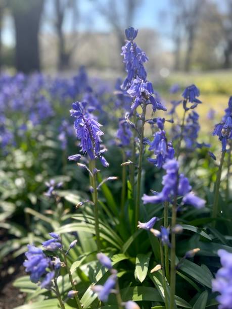 istock Bluebells flower plants 1708626387