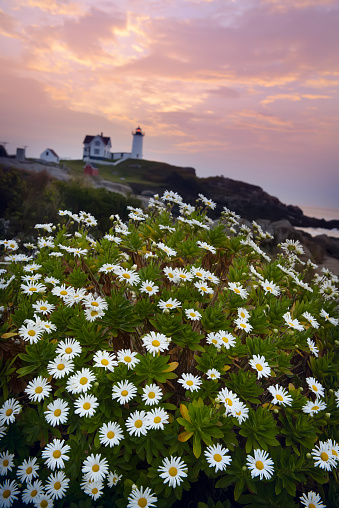 Lighthouse on an island in the ocean at dawn. daisies blooming and a lighthouse in the background.  Nubble Lighthouse. USA. Maine.