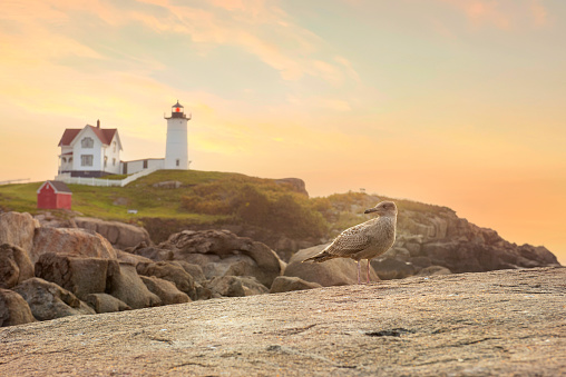 Lighthouse on an island in the ocean at dawn. A seagull on the coastal rocks and a lighthouse in the background. USA. Maine. Nubble Lighthouse