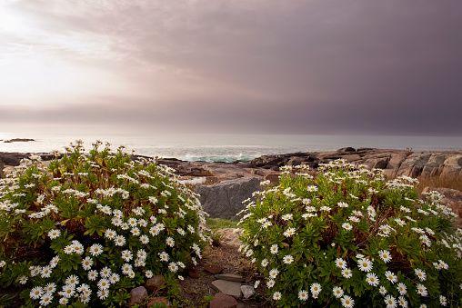 Lush blooming of daisies on the ocean shore in the early morning. Foggy sky over the sea.