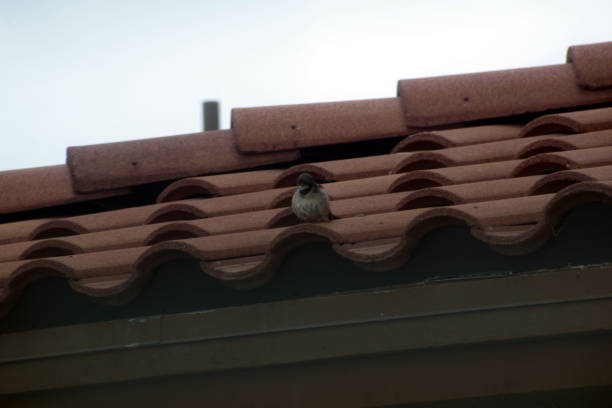 House Sparrow (Passer domesticus) on branch