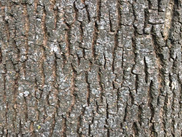 Common ash - bark / trunk stock photo