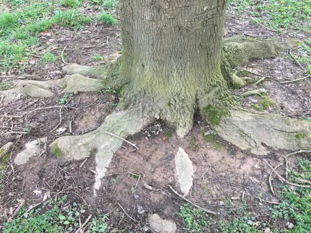 Common ash - base of tree stock photo