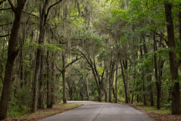 istock Live Oak Trees with Spanish Moss Overhanging a Rural Roadway 1708689147