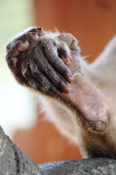 istock Bonnet Macaque Monkey Hand and Foot Close-Up 1708716487
