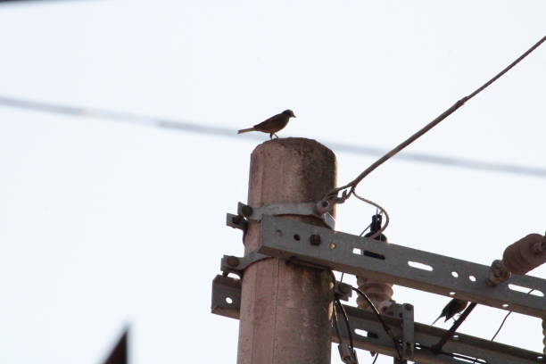 istock Bird Perched on Electricity Pole in the City 1708733744