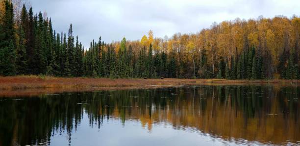 istock Autumn Colors in Alaska 1708734823