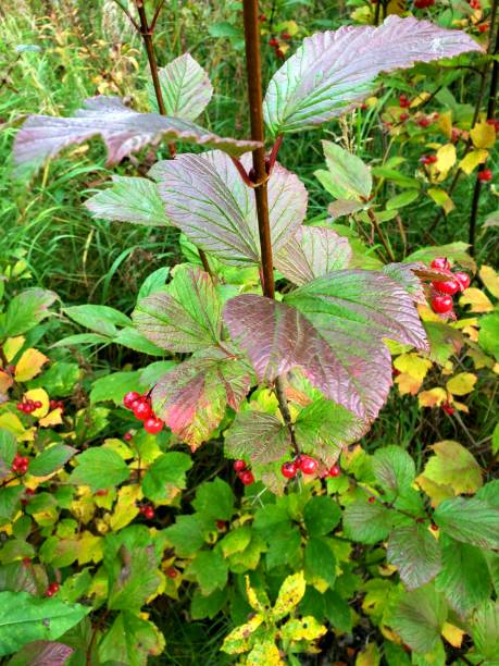 istock Autumn Colors in Alaska 1708736972