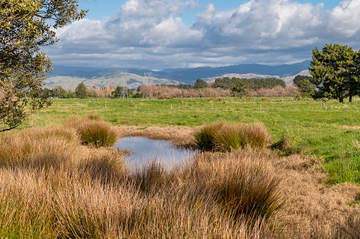 Low quality farmland on the Kapiti Coast in New Zealand with flat grass lands, pond, and Tararua ranges in the background