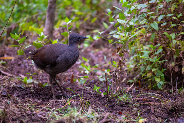Lyrebird baby on the ground. Lyrebird baby without tail feathers on the ground. superb lyrebird stock pictures, royalty-free photos & images