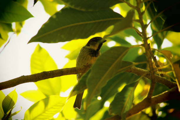 istock Male Sparrow Bird Perched on a Tree Branch 1708770955