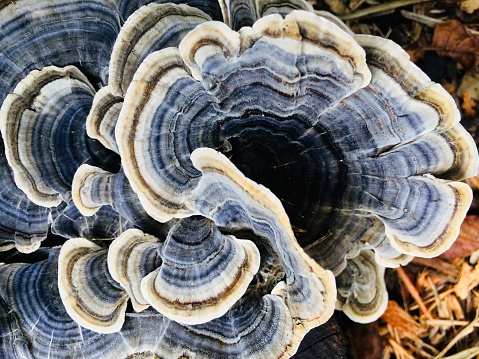 Horizontal high angle extreme closeup photo of blue Turkey Tail Fungus growing on an old log on the ground in the Byron Bay hinterland, north coast NSW in Autumn.