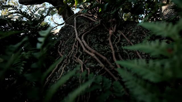 Air roots and vines growing over a tree trunk with dark green fern foliage and other forest plants in a jungle scene