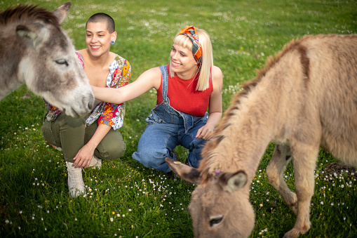Two smiling women in love have crazy fun with the donkeys in the pasture on a beautiful day