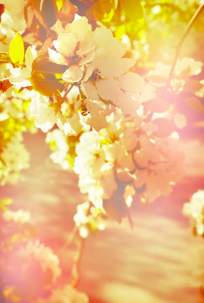 Pear tree blossoms, pastel coloring, spring sunny day. Springtime atmospheric mood. Vintage toned.  Fairy nature