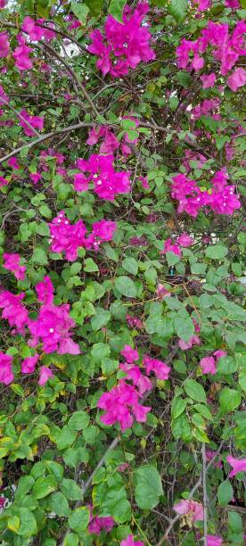 istock Pink musk flower 1708834828