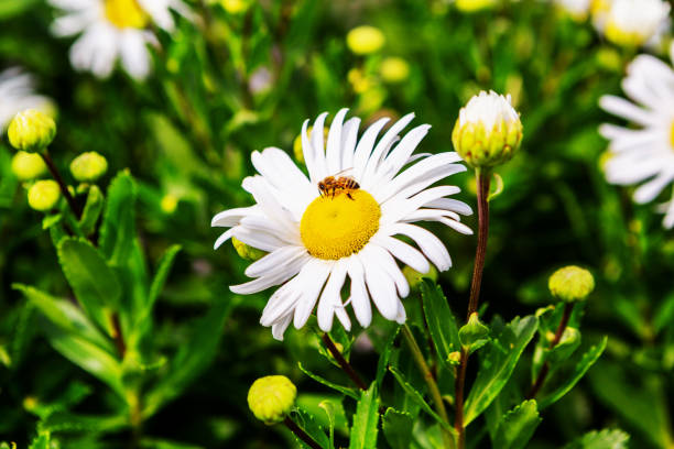 Close-up of a single honey bee on white Montauk Daisy's yellow center, amid other plants. Selective focus.