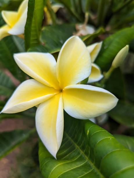 istock Close up view of plumeria blossoms 1708839663
