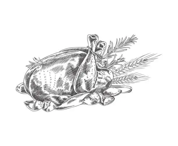 Vector illustration of Roast poultry, turkey or chicken, hand drawn vector illustration.