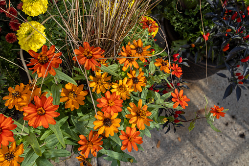 This image shows a close up view of potted orange zinnia flowers along a cement sidewalk.