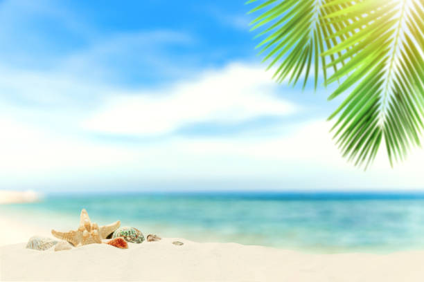 istock Sand beach with shells, background with sea, palm leaves for product placement 1708871380