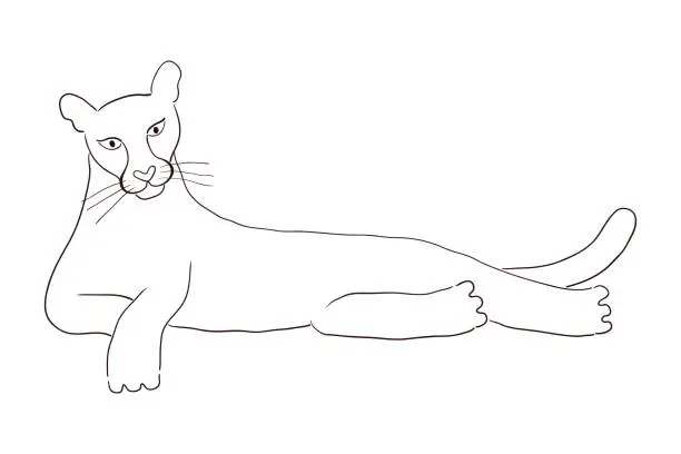 Vector illustration of Cute cougar laying down hand drawn illustration.