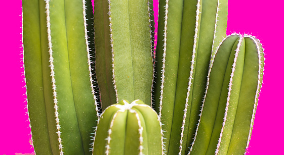 The candelabra tree cactus (euphorbia ingens) close-up against a magenta background.