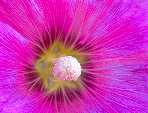 Magenta Hollyhock Close-Up Full Frame