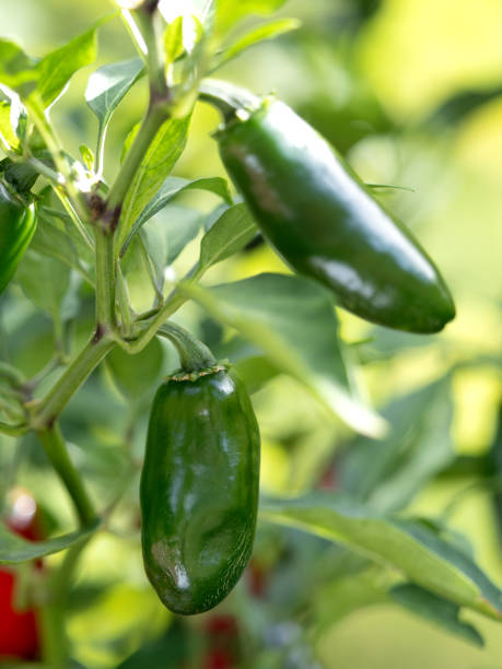 istock Cultivation of jalapenos 1708898264