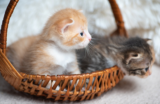 Two cute yellow and colorful miniature kittens are sitting in a small wicker basket