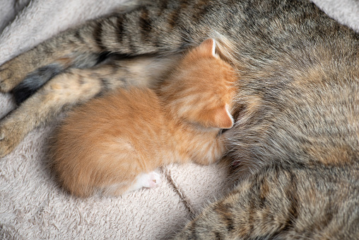 Small cat family. Mother cat lying on a warm blanket while a newborn yellow kitten drinking milk. Kitten enjoying a meal and protection from mother