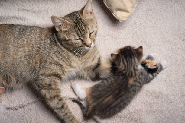 istock Mother cat and little kitten 1708907880
