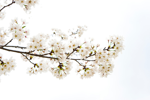 Flowering branch of apples on white background.