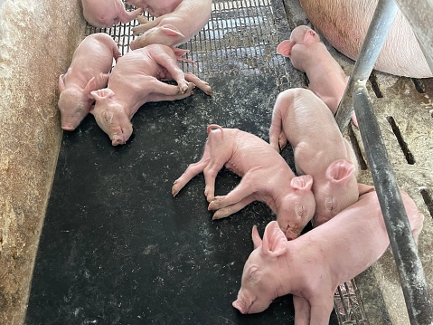 Newborn piglets are born in pens on a large farm.